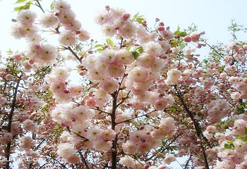 绵阳盛世樱花悠乐谷第 10 张图片