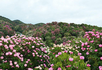 百里杜鹃风景区第 14 张图片