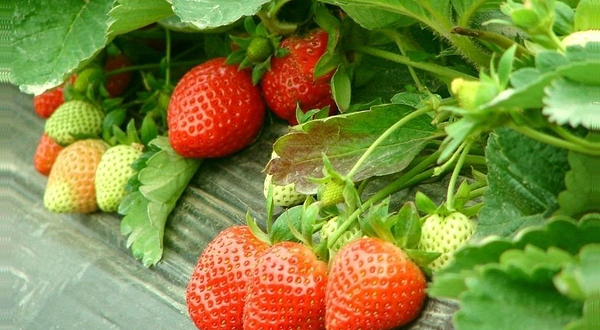 简阳甘露草莓园