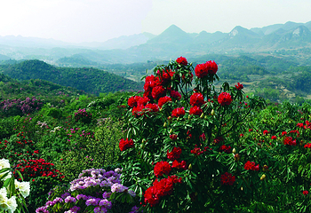 百里杜鹃风景区第 39 张图片