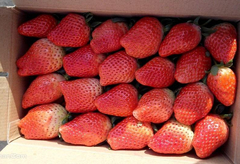 爱尚奶油草莓第 1 张图片