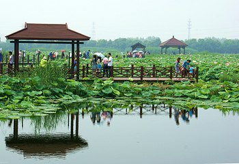 荷塘月色湿地公园第 7 张图片