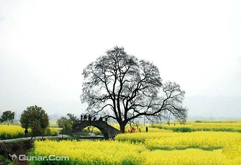 龙凤花海景区第 3 张图片