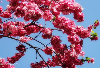 绵阳盛世樱花悠乐谷第 20 张图片