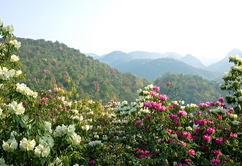 百里杜鹃风景区第 18 张图片