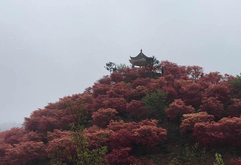 五洲园第 7 张图片