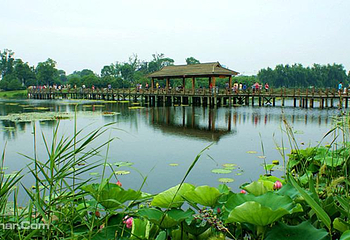 荷塘月色湿地公园第 12 张图片