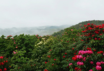 百里杜鹃风景区第 20 张图片