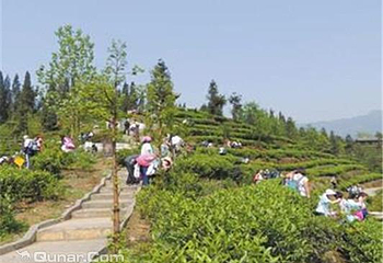 东山大树名家茶场（杨家湾店）第 5 张图片