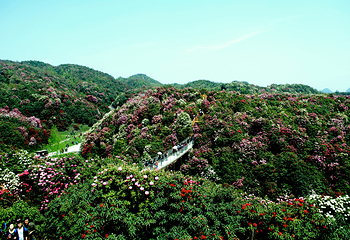 百里杜鹃风景区第 27 张图片