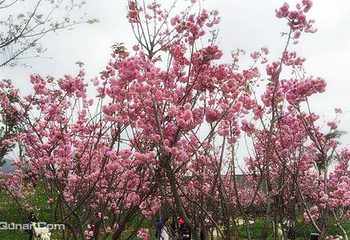 绵阳盛世樱花悠乐谷第 21 张图片