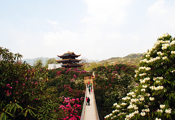 百里杜鹃风景区第 31 张图片