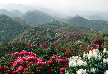 百里杜鹃风景区第 25 张图片