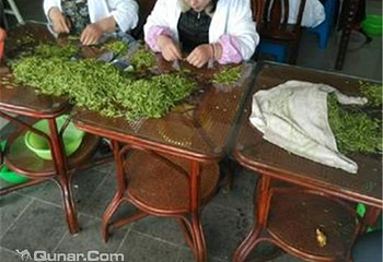 东山常姑娘家采茶体验第 5 张图片