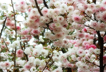 绵阳盛世樱花悠乐谷第 8 张图片