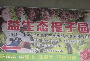益生态提子园第 5 张图片