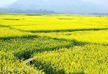 龙凤花海景区第 1 张图片