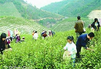东山常姑娘家采茶体验第 1 张图片