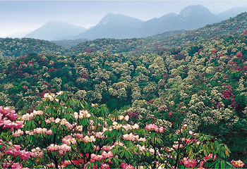 百里杜鹃风景区第 97 张图片