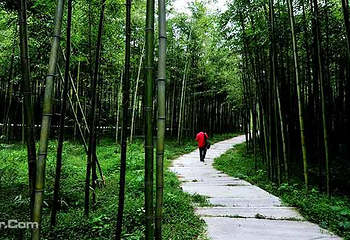 白竹园寺国家森林公园第 6 张图片