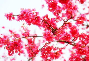 绵阳盛世樱花悠乐谷第 16 张图片