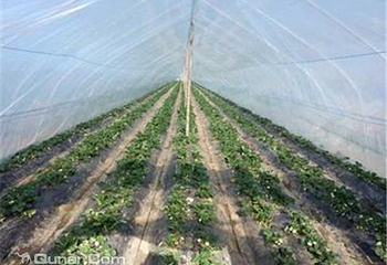 刘庄草莓园第 2 张图片