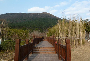 大阳山国家森林公园植物园景区第 28 张图片