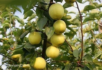 汾湖观光果园第 4 张图片