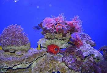 石家庄极地海洋世界第 6 张图片