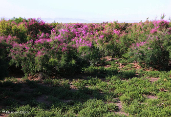 锁阳城遗址第 2 张图片