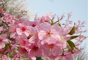 神骥樱花节第 3 张图片