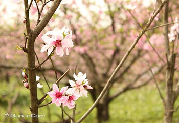 赣县桃花岛第 1 张图片