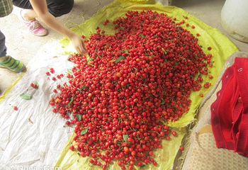 长清纸坊大樱桃第 2 张图片