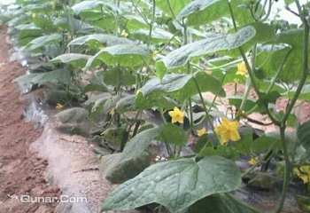 青牛山莊生态园第 1 张图片