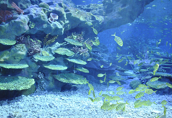 海合安武汉极地海洋公园第 41 张图片