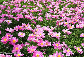 上阮花视界第 6 张图片