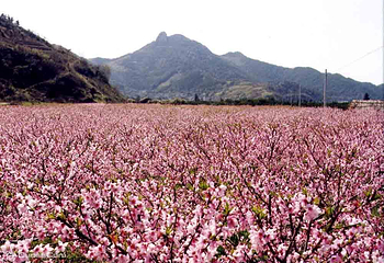 赣县桃花岛第 6 张图片