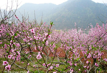 赣县桃花岛第 7 张图片