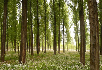 北京绿色度假村第 3 张图片