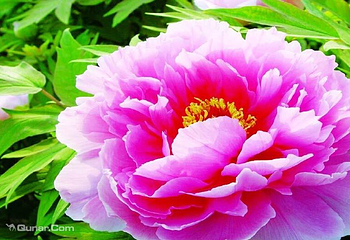 洛阳国花园第 13 张图片