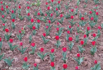 新枫林花海无忧牧场第 7 张图片