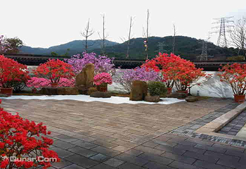 湘湖首届百年映山红花展第 4 张图片