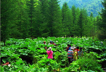 野荷谷第 11 张图片