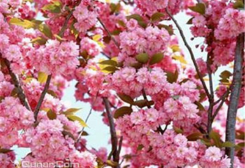 神骥樱花节第 4 张图片