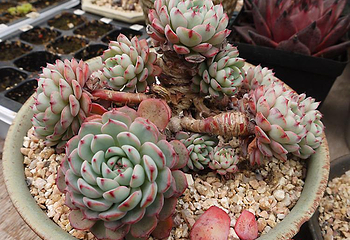 杭州多肉艺术展第 8 张图片