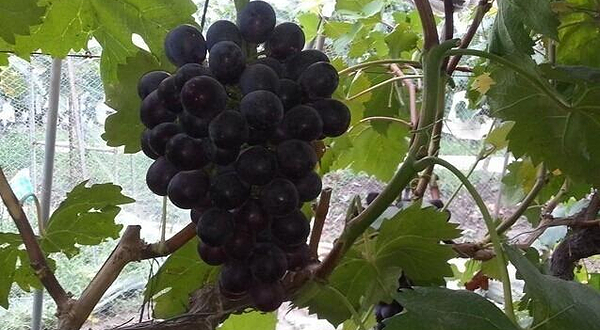 正社葡萄种植基地