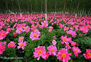 上阮花视界第 7 张图片