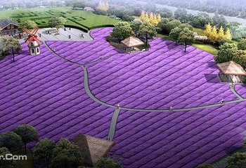 杭州湾海上花田第 5 张图片
