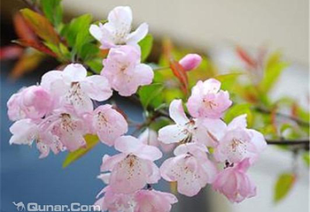 神骥樱花节第 5 张图片