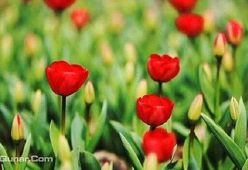 新枫林花海无忧牧场第 4 张图片